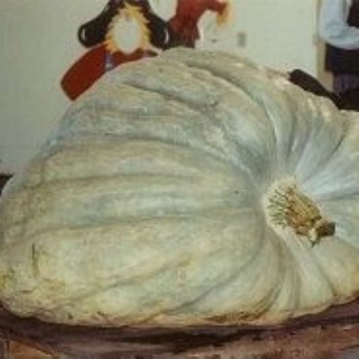 Giant Show King Squash SQ12-5