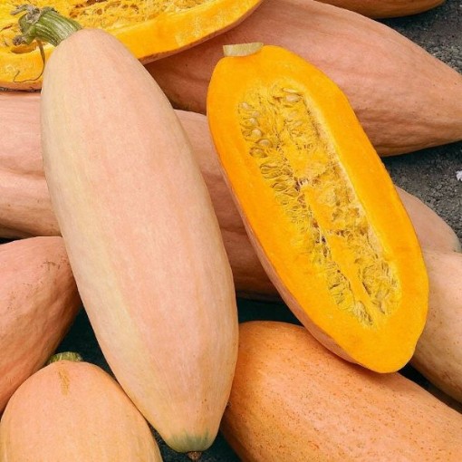 Jumbo Pink Banana Squash SQ14-25