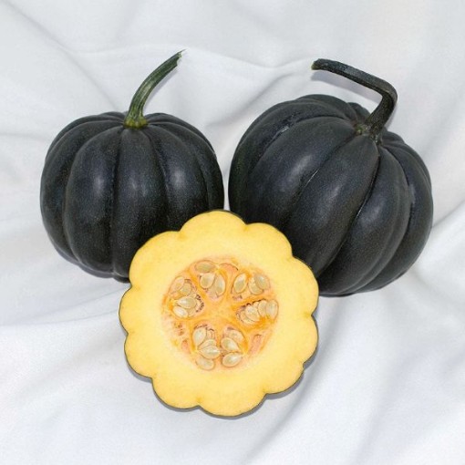 Royal Ace Squash SQ15-25