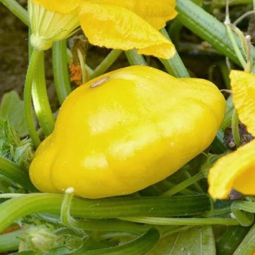 Yellow Bush Scallop Squash SQ17-25