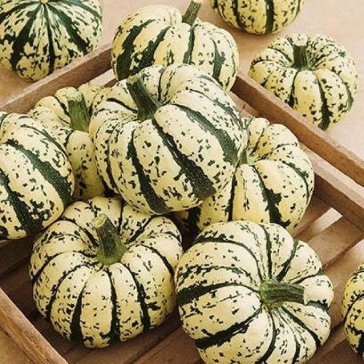 Sweet Dumpling Squash SQ20-25