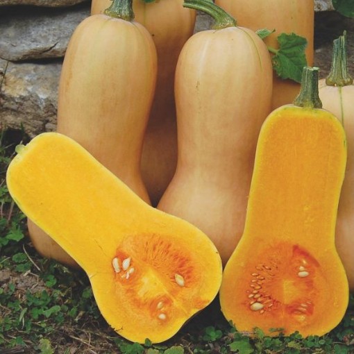 Waltham Butternut Squash SQ22-25