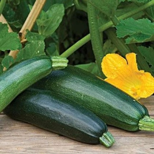 Fordhook Zucchini Squash SQ24-25
