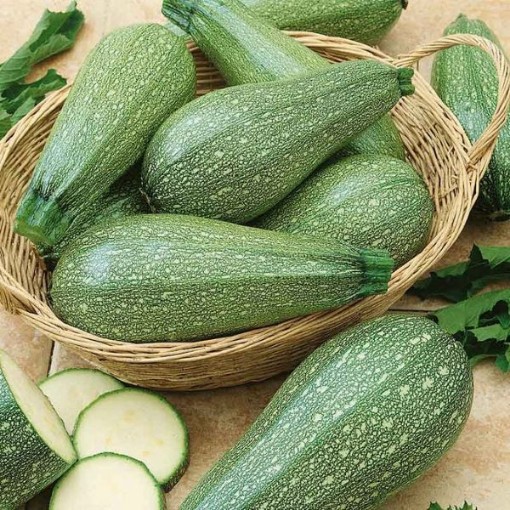 Grey Zucchini Squash SQ25-25