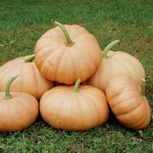 Long Island Cheese Squash SQ27-25