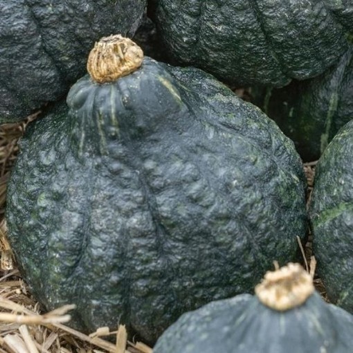 Chicago Warted Hubbard Squash SQ29-25