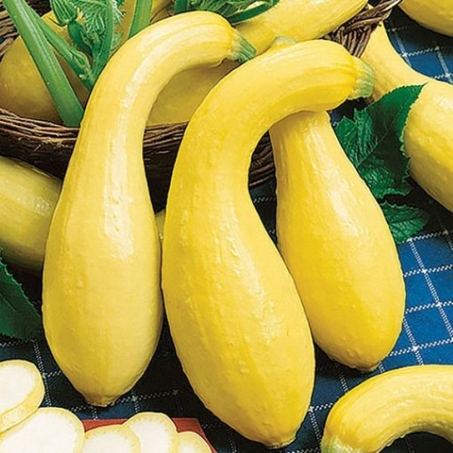 Early Golden Summer Crookneck Squash SQ33-25