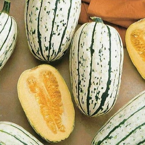 Bush Delicata Squash SQ41-25