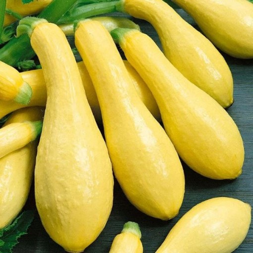 Saffron Prolific Straightneck Squash SQ42-25
