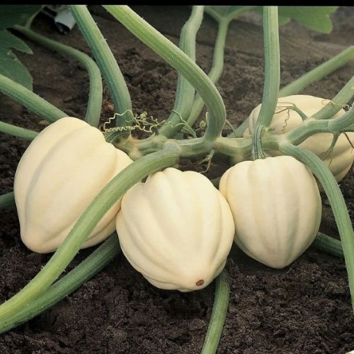 Cream of the Crop Squash SQ43-25