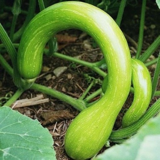 Tromba d'Albegna Squash SQ44-10