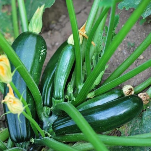 Black Zucchini Squash SQ45-25