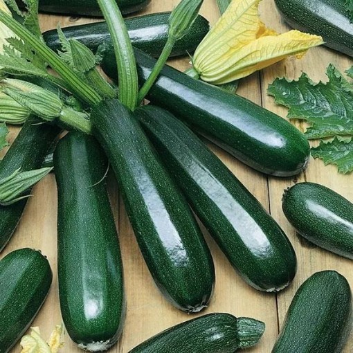 Dark Green Zucchini Squash SQ47-25