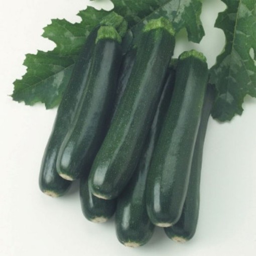 Ambassador Squash SQ56-25