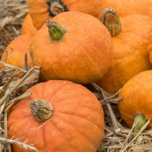 Mooregold Squash SQ57-25