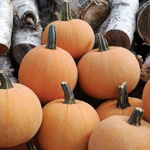 Winter Luxury Squash SQ58-25