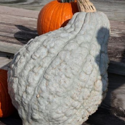 New England Blue Hubbard Squash SQ68-25