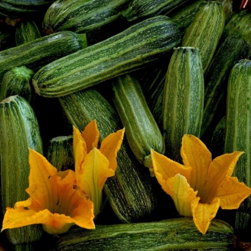 Costata Romanesco Squash SQ74-25