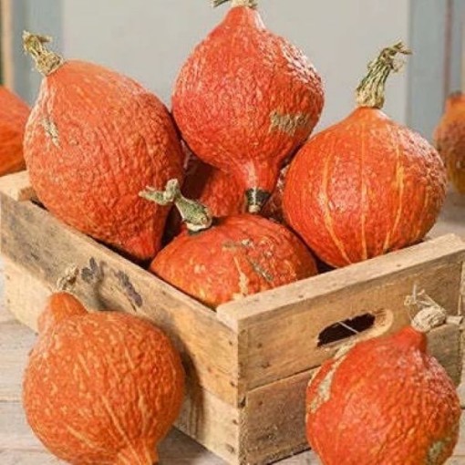 Golden Hubbard Squash SQ75-25