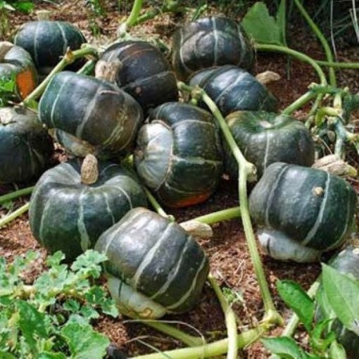 Emerald Strain Buttercup Squash SQ77-25