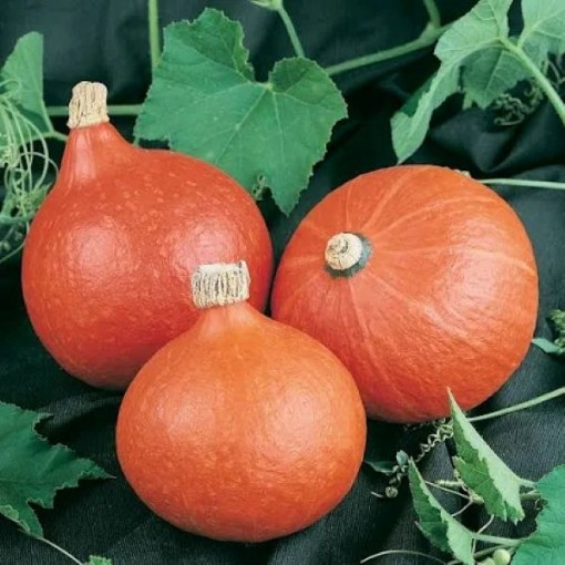 Orange Magic Squash SQ81-25