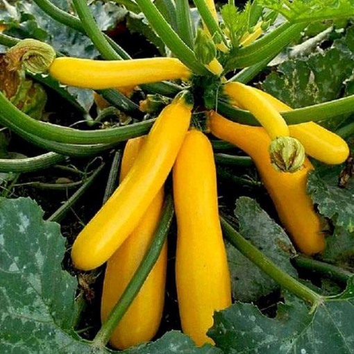 Golden Zucchini Squash SQ85-25
