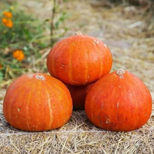 Golden Delicious Hubbard Squash SQ89-25
