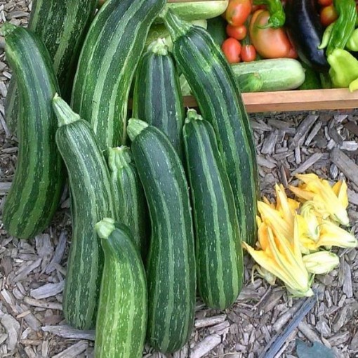 Striato d Italia Squash SQ94-25