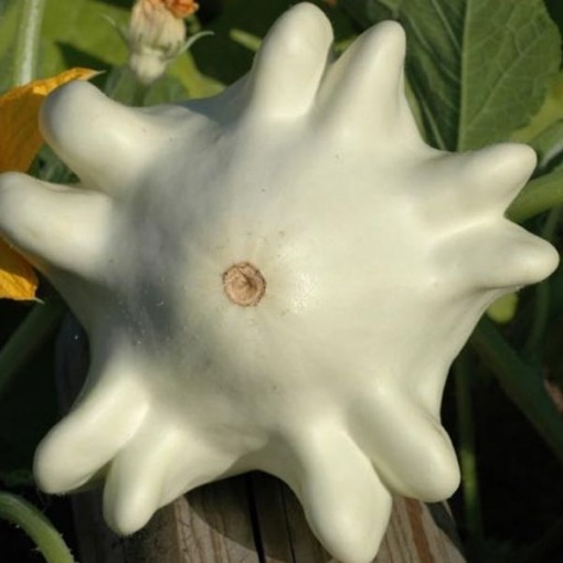 Yugoslavian Finger Fruit Squash SQ96-25