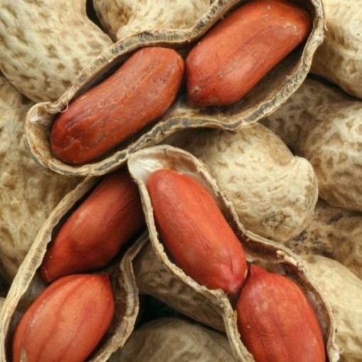 Bailey Virginia Jumbo Peanuts PN8-20