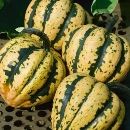 Mardi Gras Squash SQ100-25