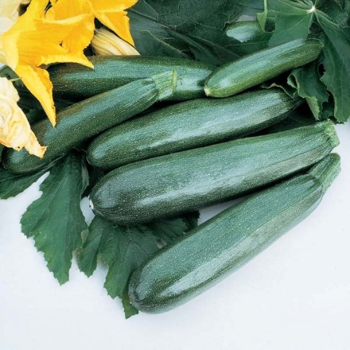 Zucchini Elite Squash SQ102-25