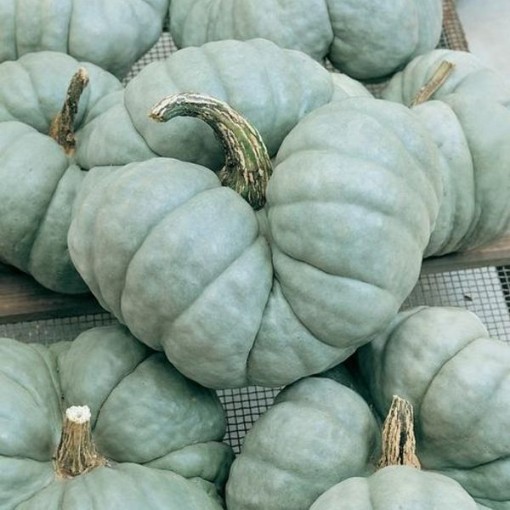 Triamble Squash SQ105-25