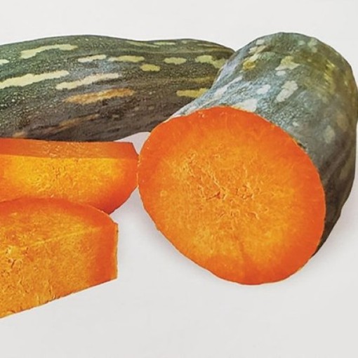 Lunga di Napoli Squash SQ106-25