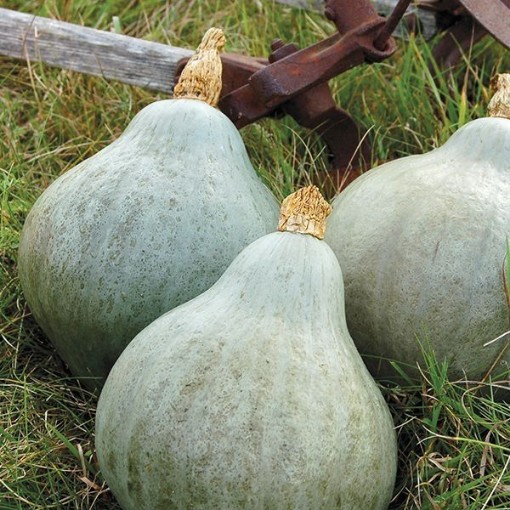 Baby Blue Hubbard Squash SQ107-25