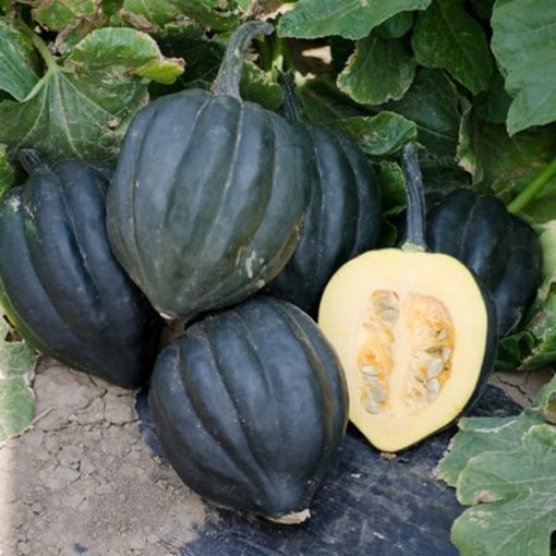 Black Bellota Squash SQ112-25
