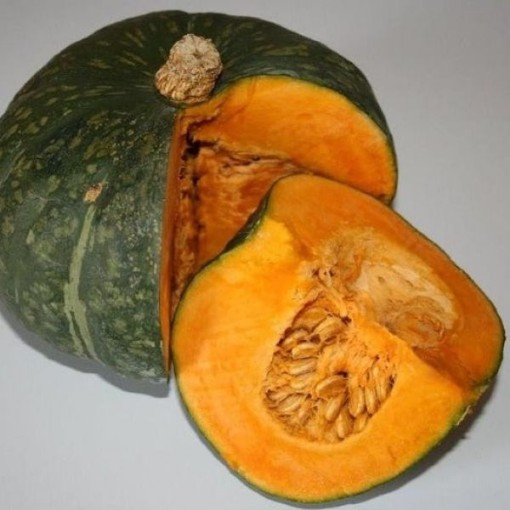 Zucca de Lungo Verde Squash SQ116-25