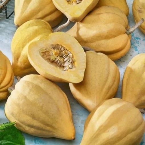 Thelma Sanders Sweet Potato Squash SQ120-25