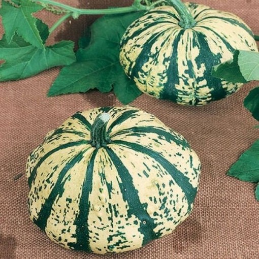 Partial Eclipse Squash SQ123-25