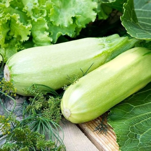 Lungo Bianco Bush Squash SQ127-25