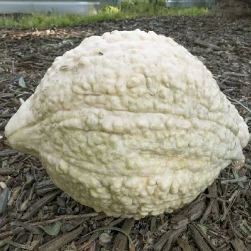 White Hubbard Squash Seeds SQ131-25