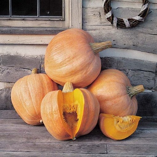 Amish Pie Squash Seeds SQ132-25