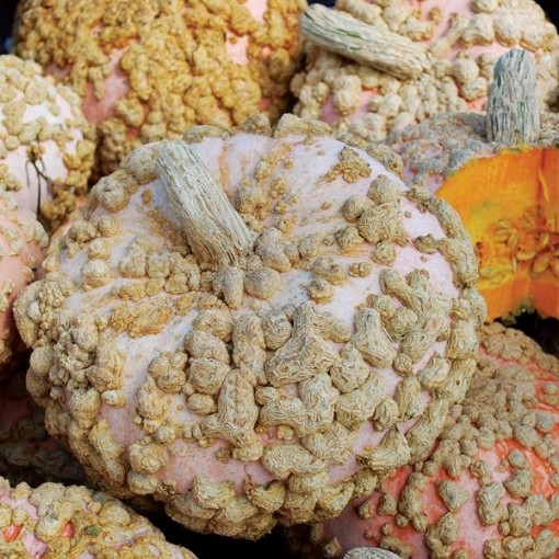 Galeux d'Eysines Squash SQ126-25