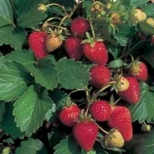 Italian Alpine Strawberry ST4-100