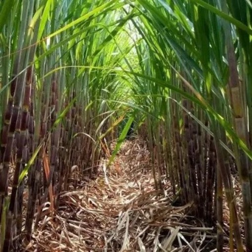 Rox Orange Sugar Cane SC1-100