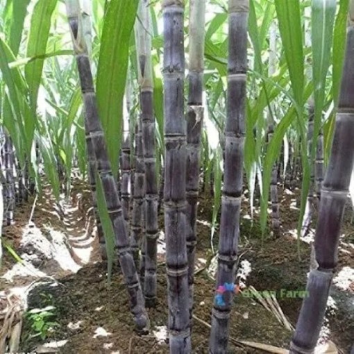 Black Sugar Cane SC2-25