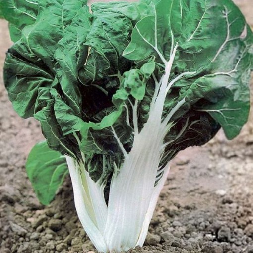 Virgo Swiss Chard SW17-100