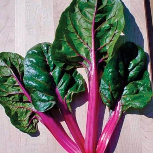 Magenta Sunset Swiss Chard SW17-100