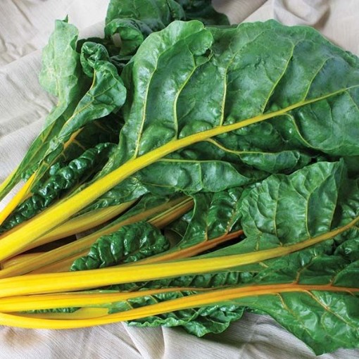 Eldorado Swiss Chard SW19-100