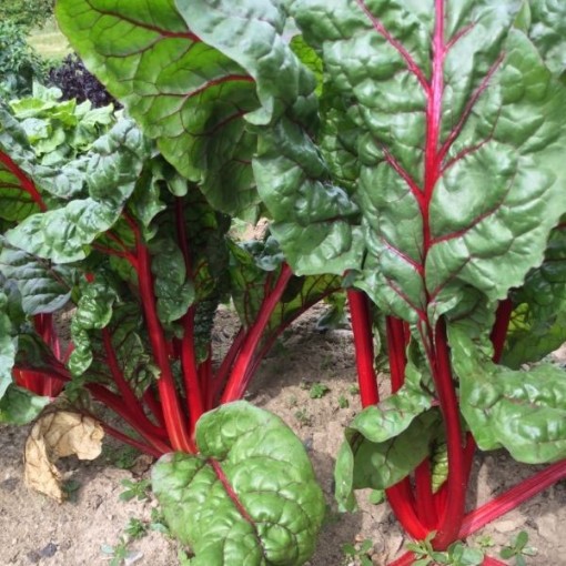 Bali Swiss Chard SW21-100